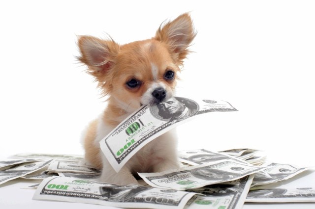 собака та гроші
