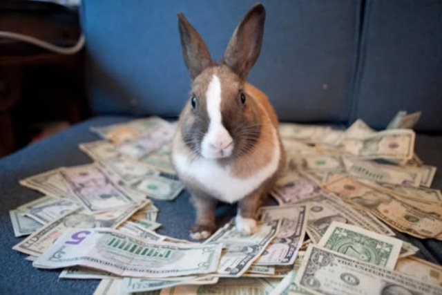 кролик та гроші