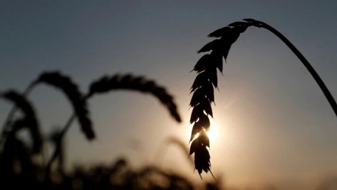 Росія та Туреччина проведуть переговори про коридор для експорту українського зерна
