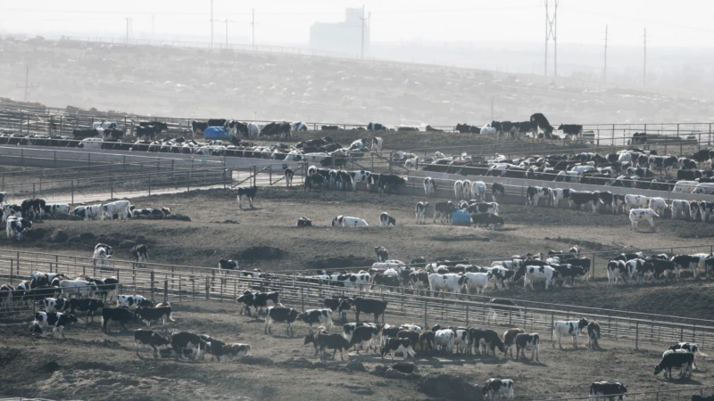 Спека в Канзасі призвела до загибелі понад 2000 голів великої рогатої худоби
