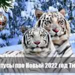 Статуси про Новий 2022 рік Тигра: смішні, красиві для соцмереж