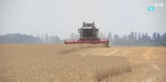 Попередня домовленість щодо вивезення українського зерна через Чорне море
