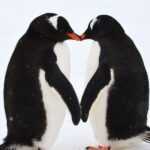 День распространения знаний о пингвинах