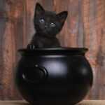 Международный день черного кота