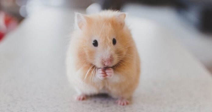 Всемирный день хомяков (World Hamster Day)
